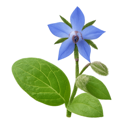 Pure Borage Oil — Soothing Elixir